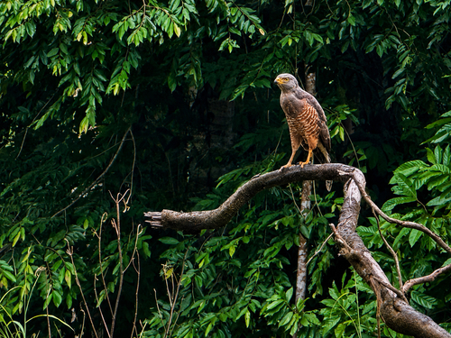 Roadside Hawk