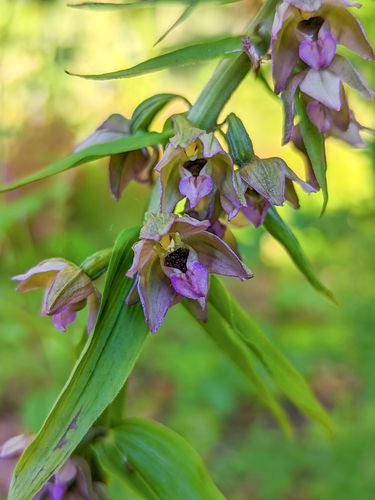 Broad-leaved helleborine