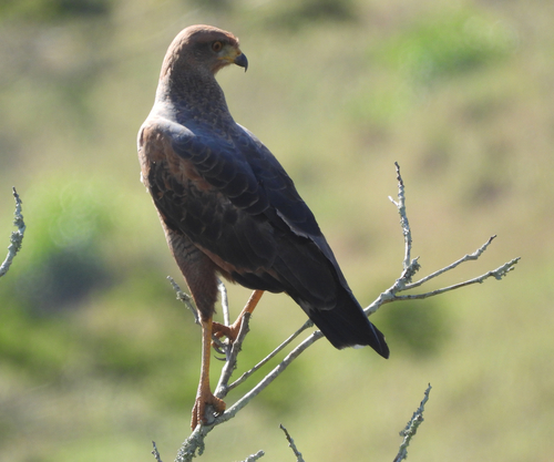 Savanna Hawk