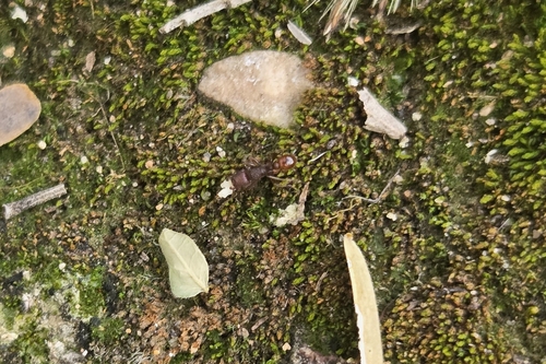 Tetramorium hispidum