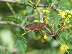 Anastrus sempiternus