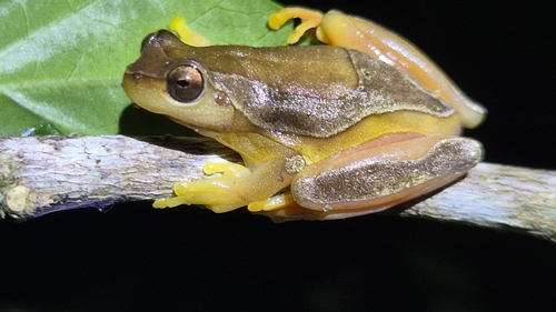 Elegant Forest Tree Frog