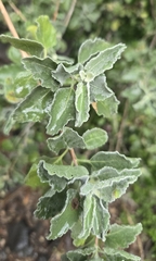 Condea emoryi, photograph (c) Jake Nitta, some rights reserved (CC BY)