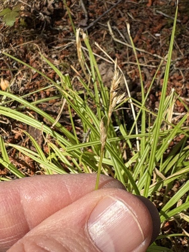 Carex leptopoda