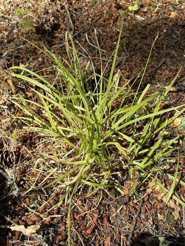Carex leptopoda, photograph 2