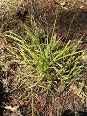 Carex leptopoda, photograph (c) Ed Alverson, some rights reserved (CC BY)