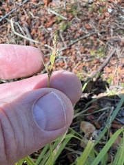 Carex leptopoda, photograph (c) Ed Alverson, some rights reserved (CC BY)