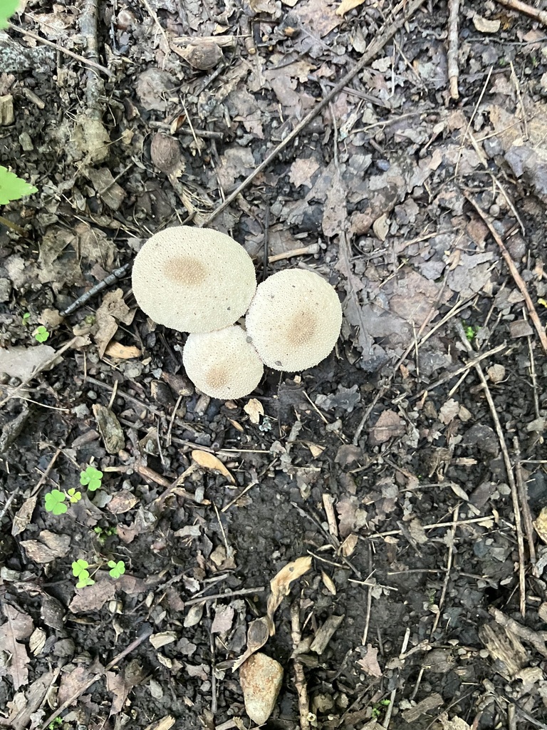 common puffball · July 2026 · photo: Photo: (c) toad-wife, some rights reserved (CC BY) · iNaturalist