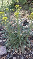 Erysimum crepidifolium
