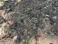 Bromus vulgaris