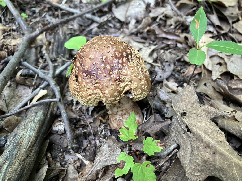 Blushing Amanitas · July 2026 · photo: Photo: (c) toad-wife, some rights reserved (CC BY) · iNaturalist