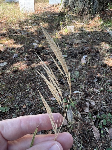 Bromus vulgaris, photograph 1