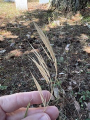 Bromus vulgaris, photograph (c) Ed Alverson, some rights reserved (CC BY)
