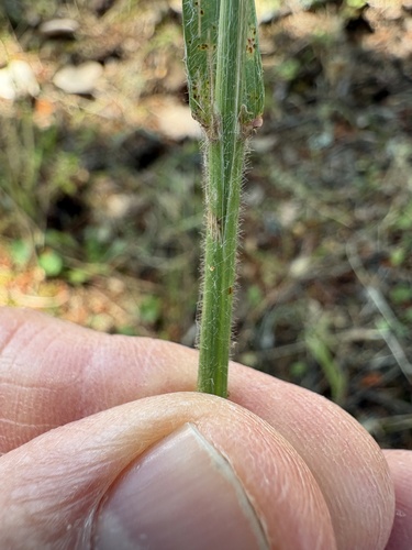 Bromus vulgaris, photograph 2
