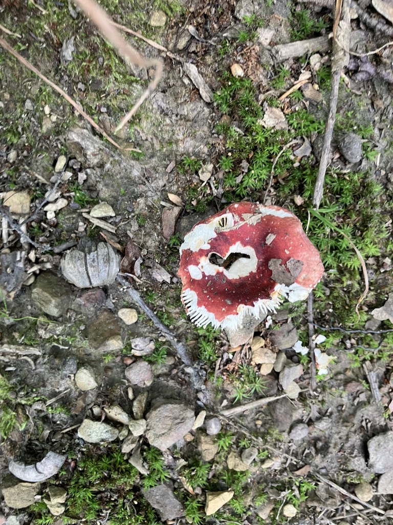 brittlegills · July 2026 · photo: Photo: (c) toad-wife, some rights reserved (CC BY) · iNaturalist