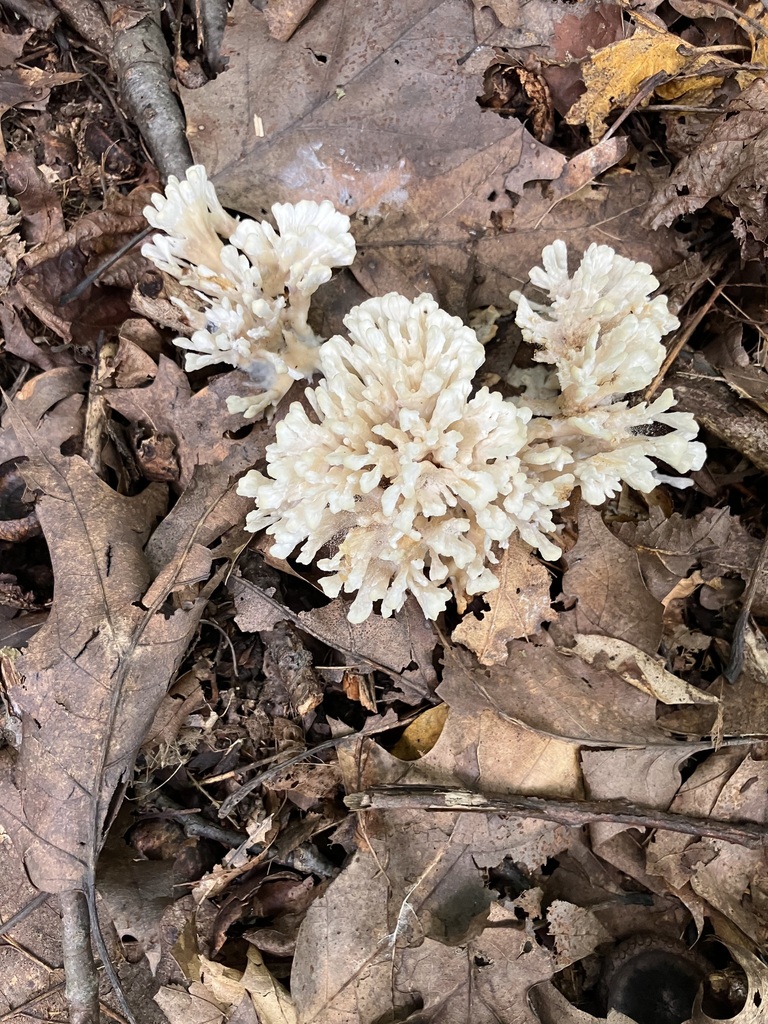 jellied false coral fungus · July 2026 · photo: Photo: (c) toad-wife, some rights reserved (CC BY) · iNaturalist
