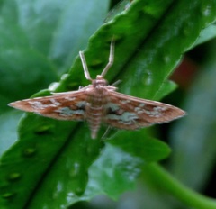 Sameodes