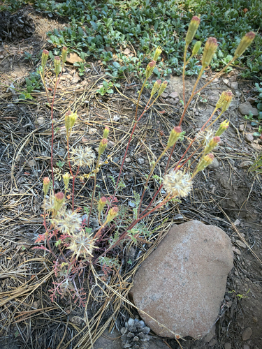 iNaturalist observation photo of Hoary Pincushion
