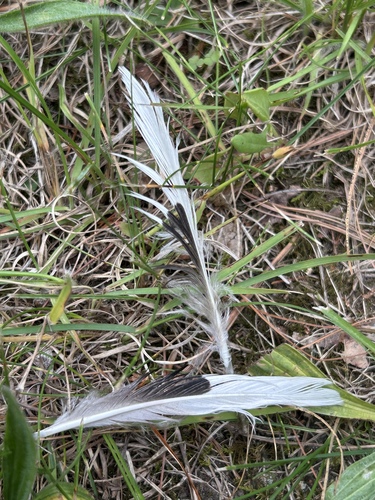 Plume de Harle huppé