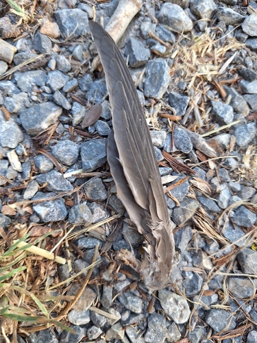 Plume de Hirondelle de rochers