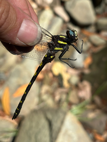 iNaturalist observation photo of Pacific Spiketail