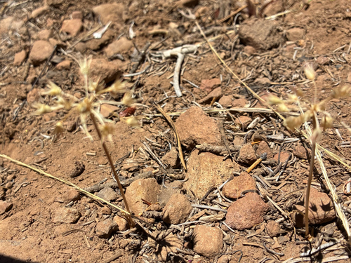 iNaturalist observation photo of Dusky Onion