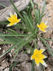 Tulipa urumiensis