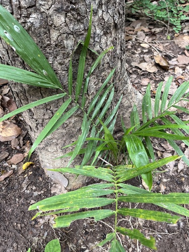 African oil palm