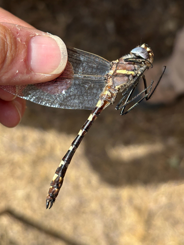 iNaturalist observation photo of Western River Cruiser