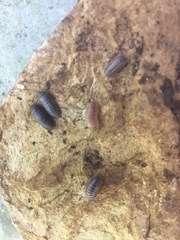 Armadillidium nasatum