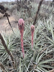 Puya venusta, photograph (c) Gabriela Cartes, some rights reserved (CC BY)