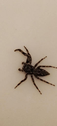 Tan Jumping Spider