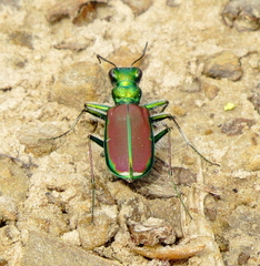 Cicindela splendida