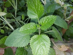 Melissa officinalis altissima