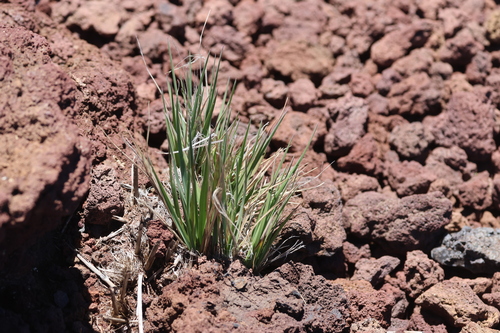 Trisetum glomeratum observed 2026-06-30