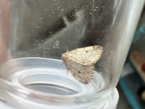 Round-winged Muslin, Schiermonnikoog, Schiermonnikoog, Provinz Friesland, NL, photo 9 of 10