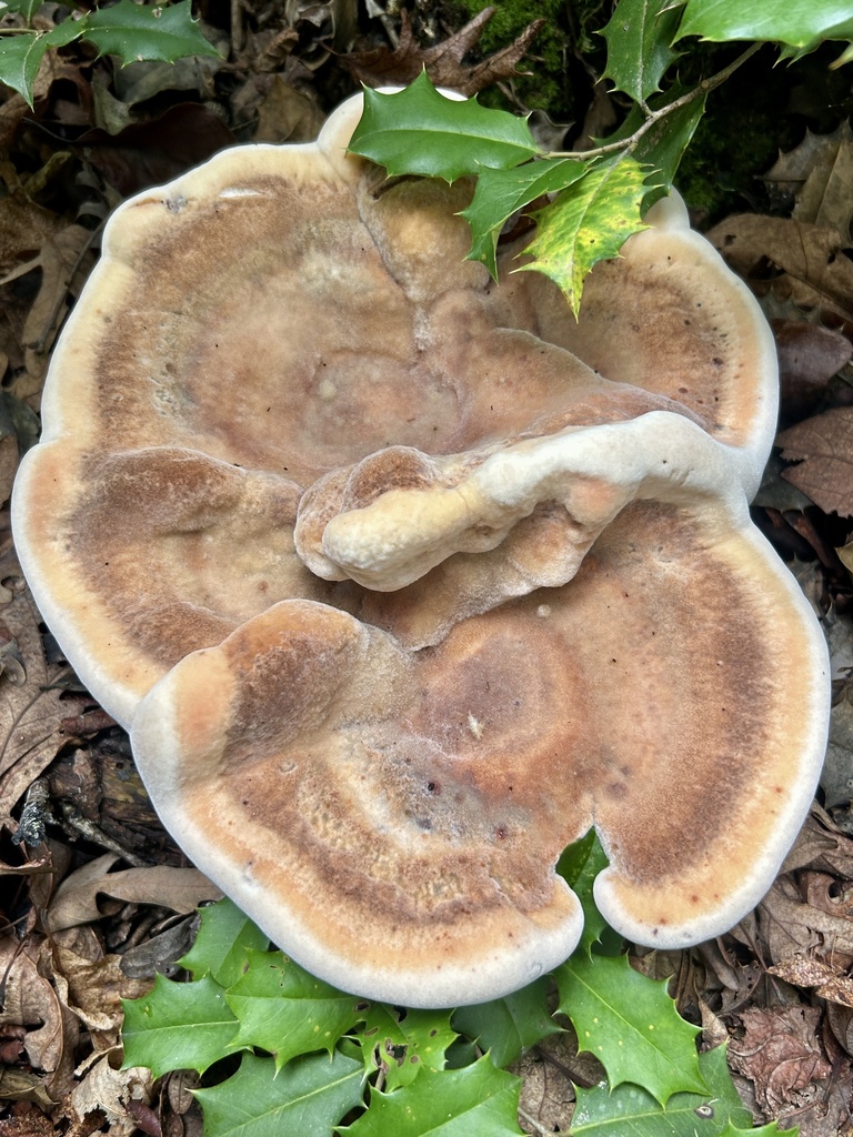 White Chicken Mushroom · July 2026 · photo: Photo: (c) martin_livezey, some rights reserved (CC BY) · iNaturalist