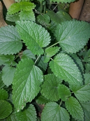 Melissa officinalis altissima