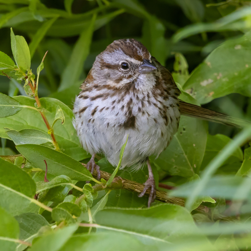 Song Sparrow photographed in Wyoming