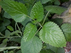 Melissa officinalis altissima