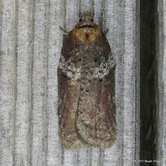 Acleris celiana