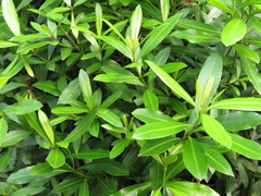 Strophanthus speciosus