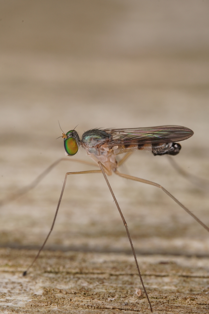 Neurigona tenuis