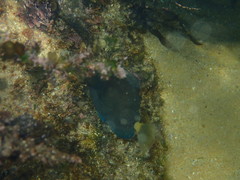 Prionurus microlepidotus