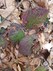 Rubus hirtus