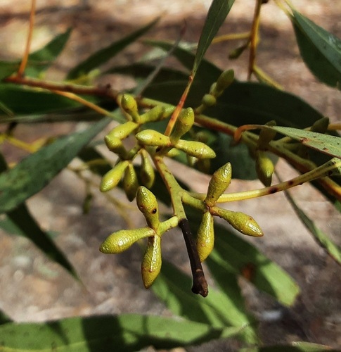 Eucalyptus dalrympleana observed 2026-07-09