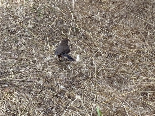 California Towhee seen in Sonoma Valley