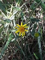 Asteraceae