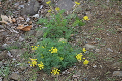 Lomatium papilioniferum