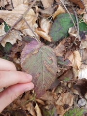 Rubus hirtus